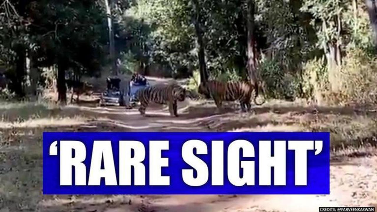 Tigers fight over territory in thrilling footage, netizens captivated