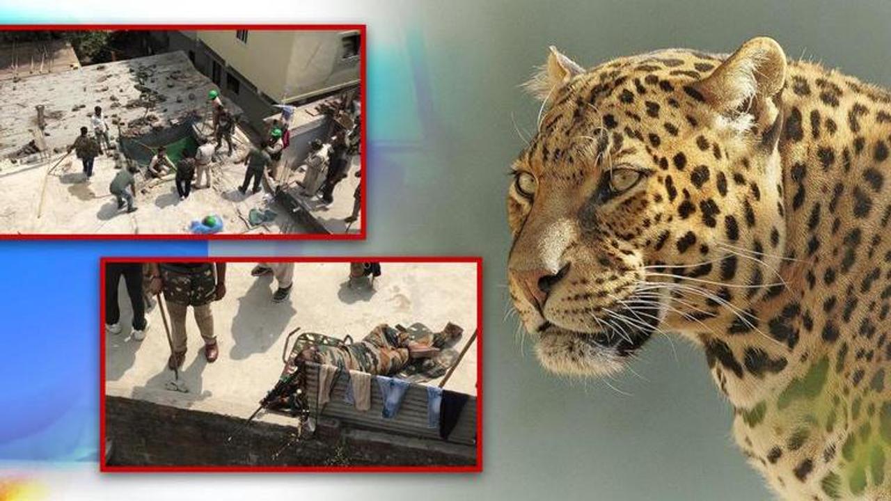 Leopard injures 4 in Madhya Pradesh's Indore, forest officials tranquillized and captured