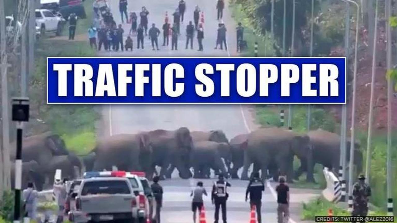 Thailand: Herd of elephants cross highway, traffic stops to watch the 'amazing sight'