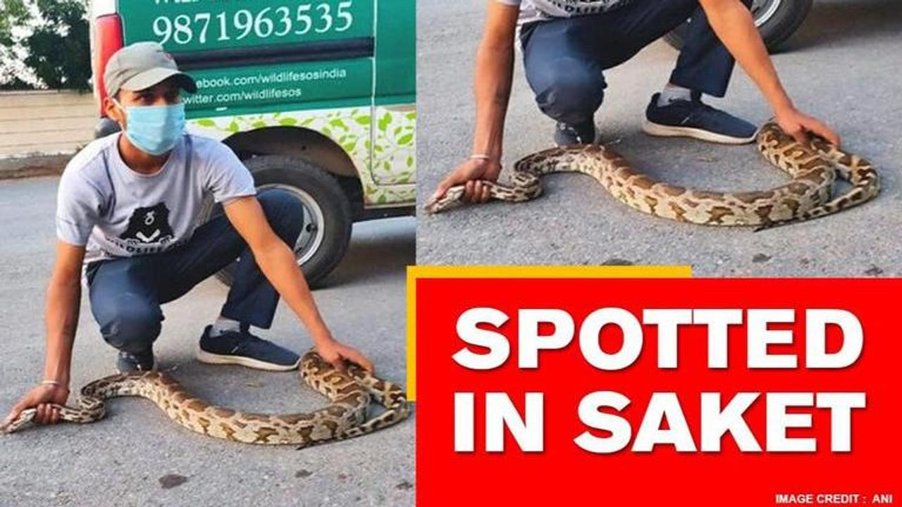 Delhi: Indian rock python spotted outside Saket metro station, rescued