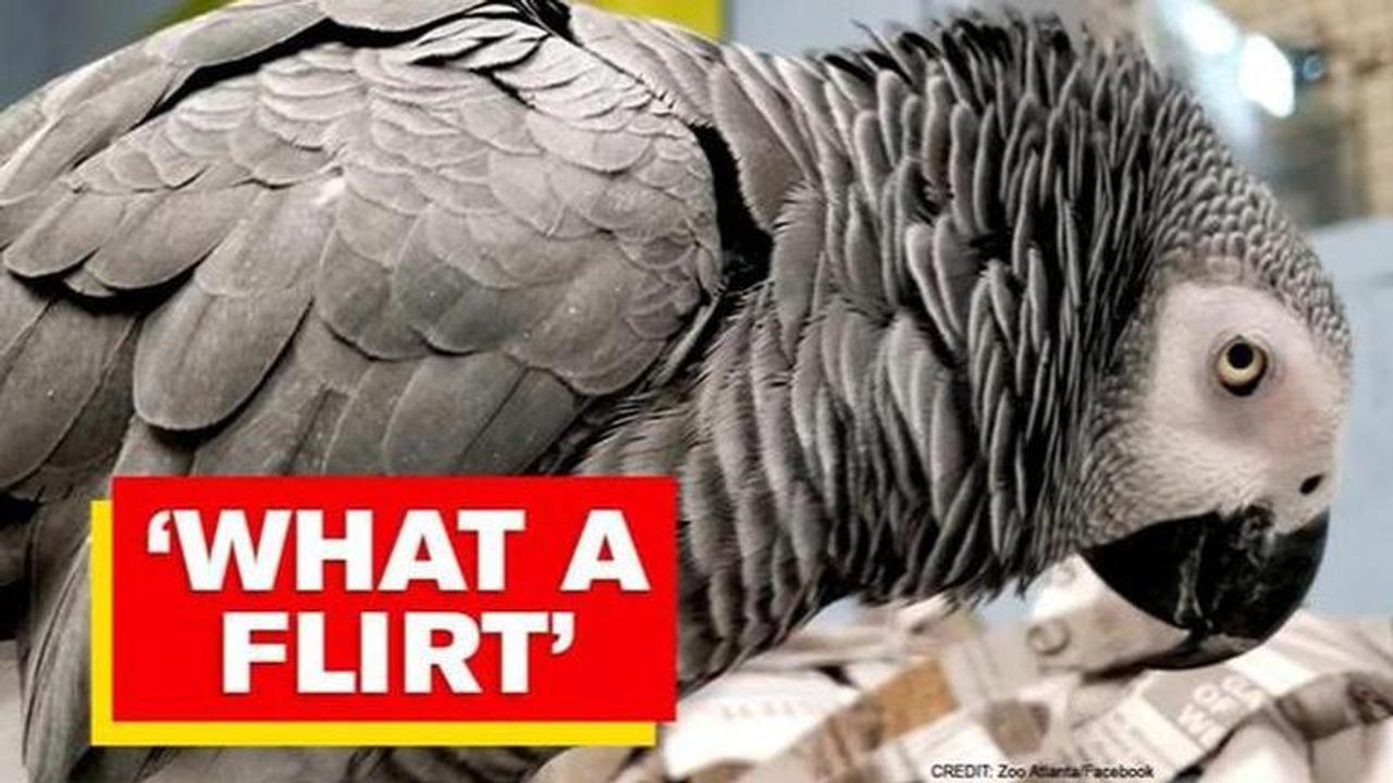 Larry the parrot flirts with curator, netizens say 'you devilish rogue'