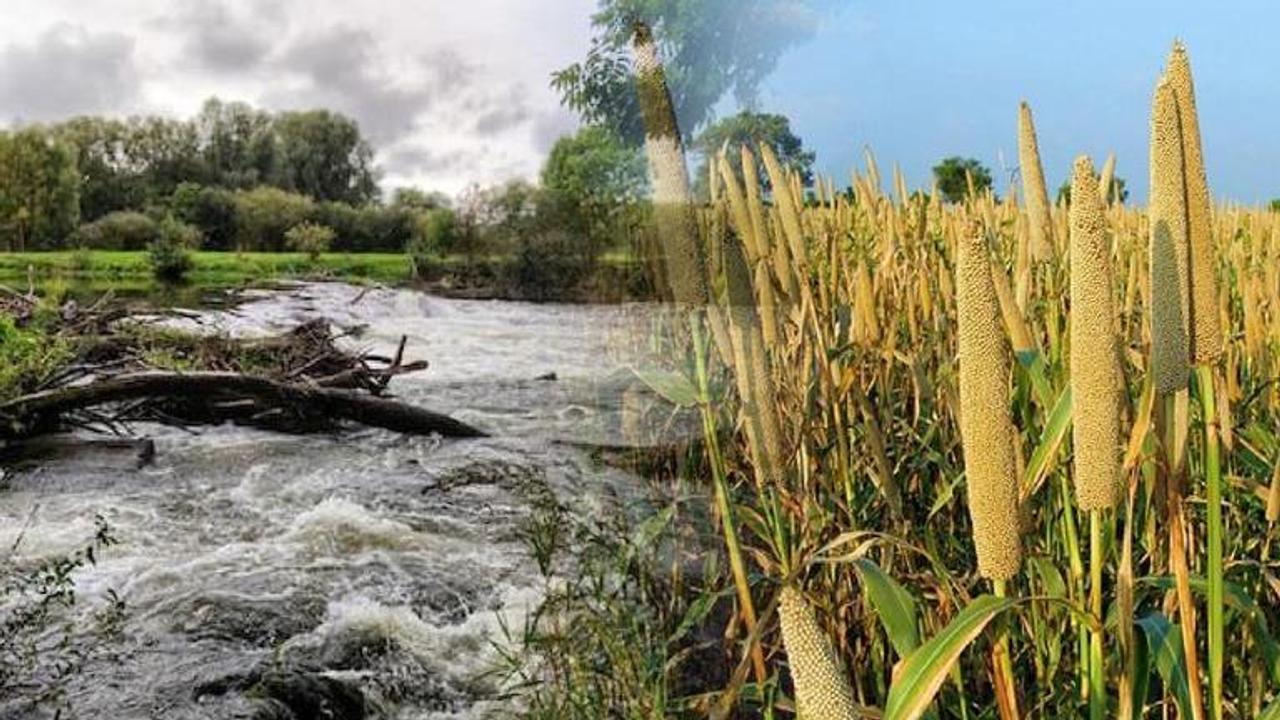 Flood's impact on millet industry