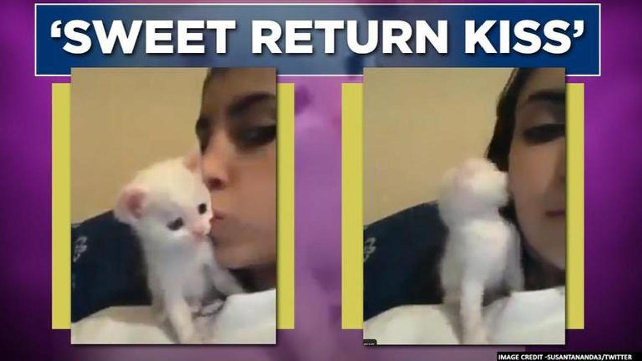 Video of kitten kissing back its owner leaves netizens praising animal-human bond