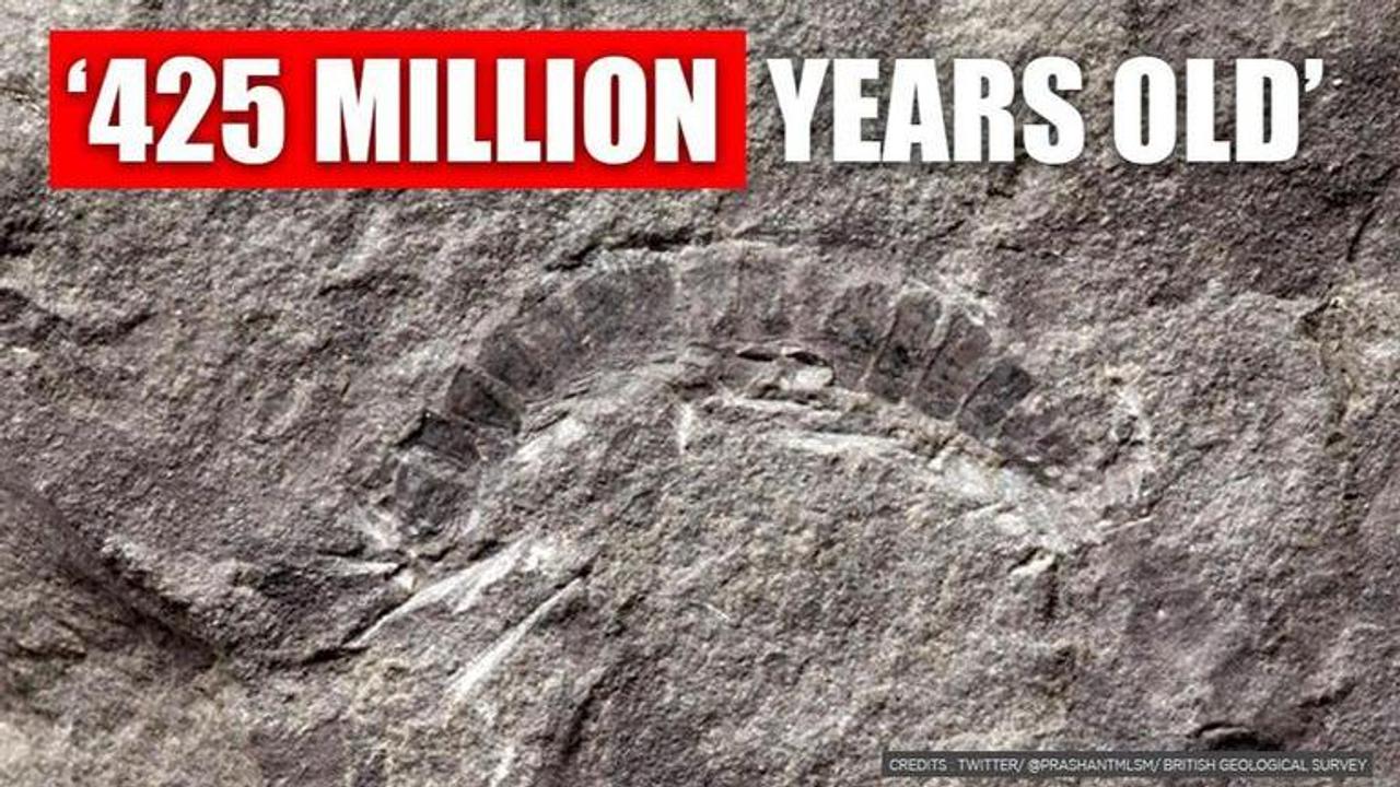 Millipede Fossil