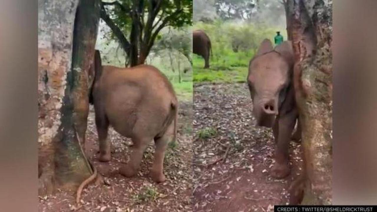 Elephants viral video