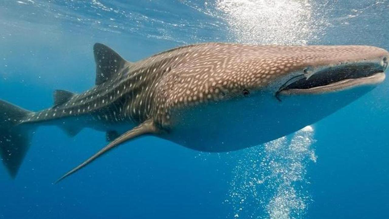 Female sharks grow at slower rate than males, may live up to 150 years: Scientists