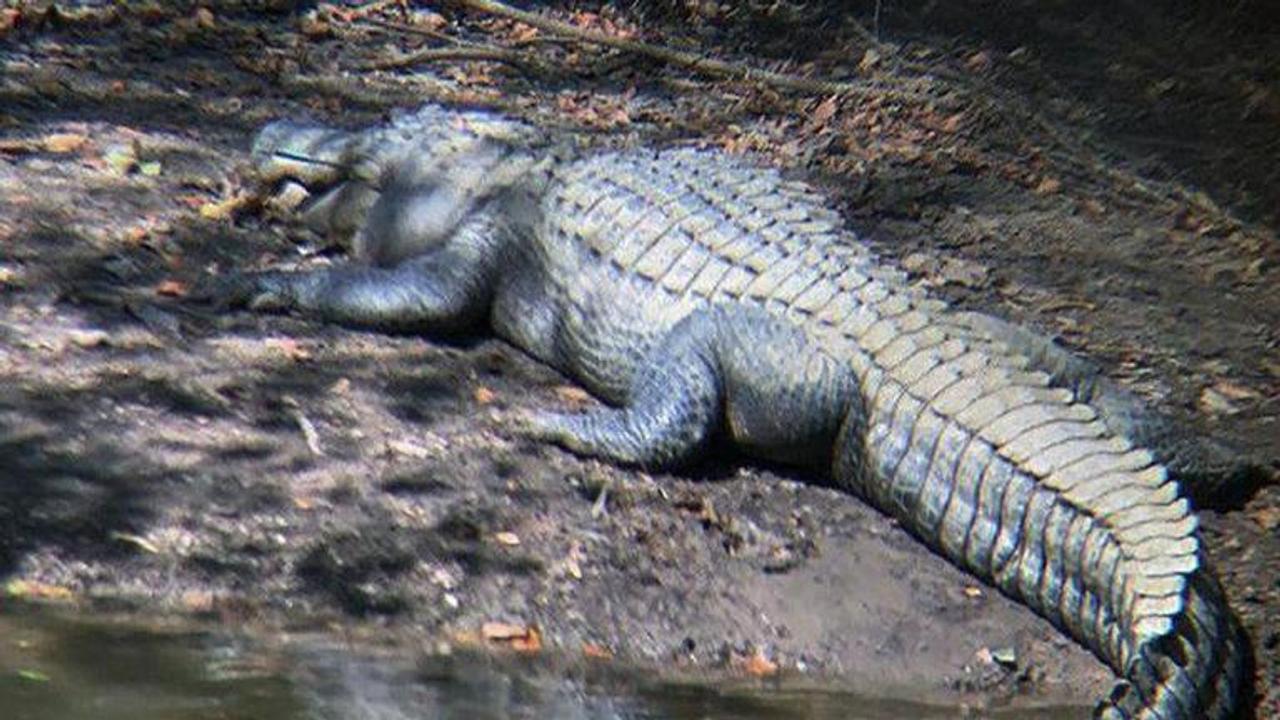 Florida man rescues puppy from alligator's jaws