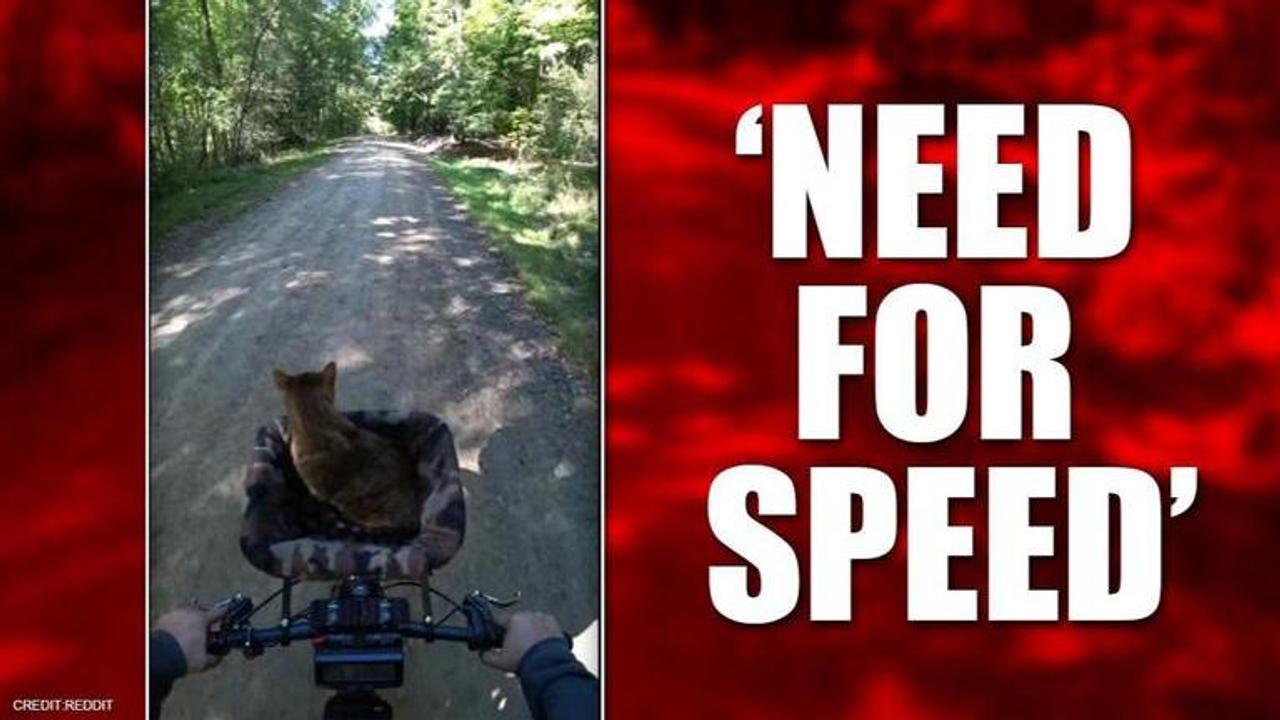 Pet cat Pouncey's bike ride with human leaves netizens wanting for more I Watch