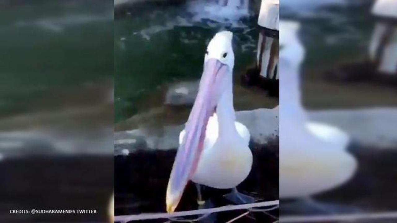 pelican