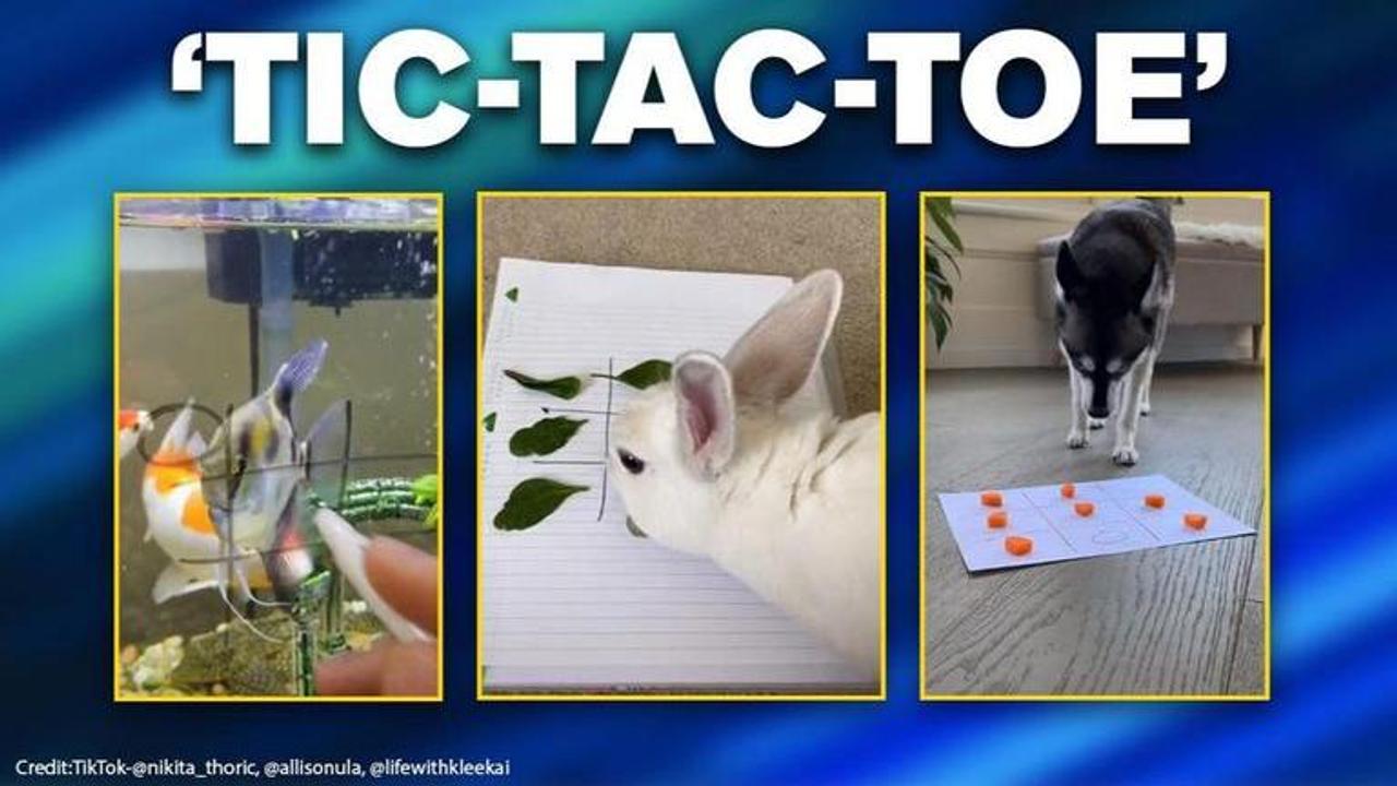 Tic Tac Toe challenge hits internet, dogs, fishes and other pets participate