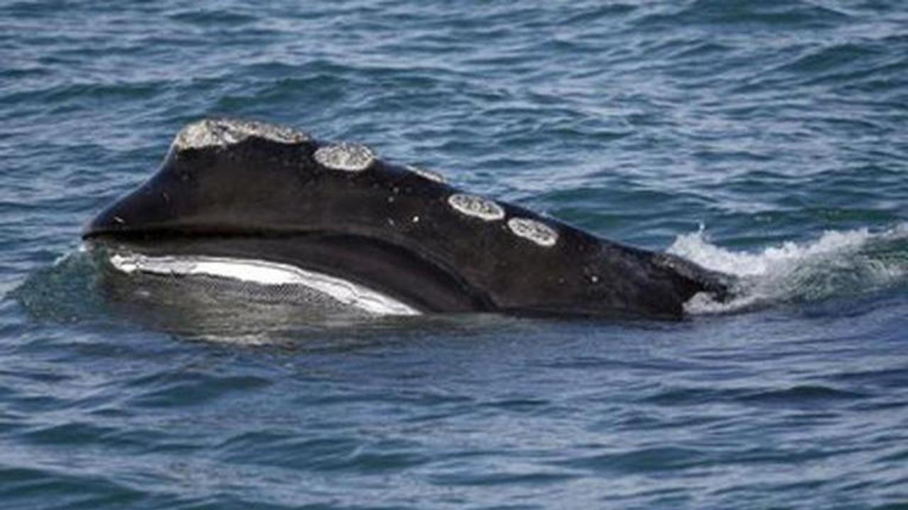 Pandemic cancels Argentina's whale watching season