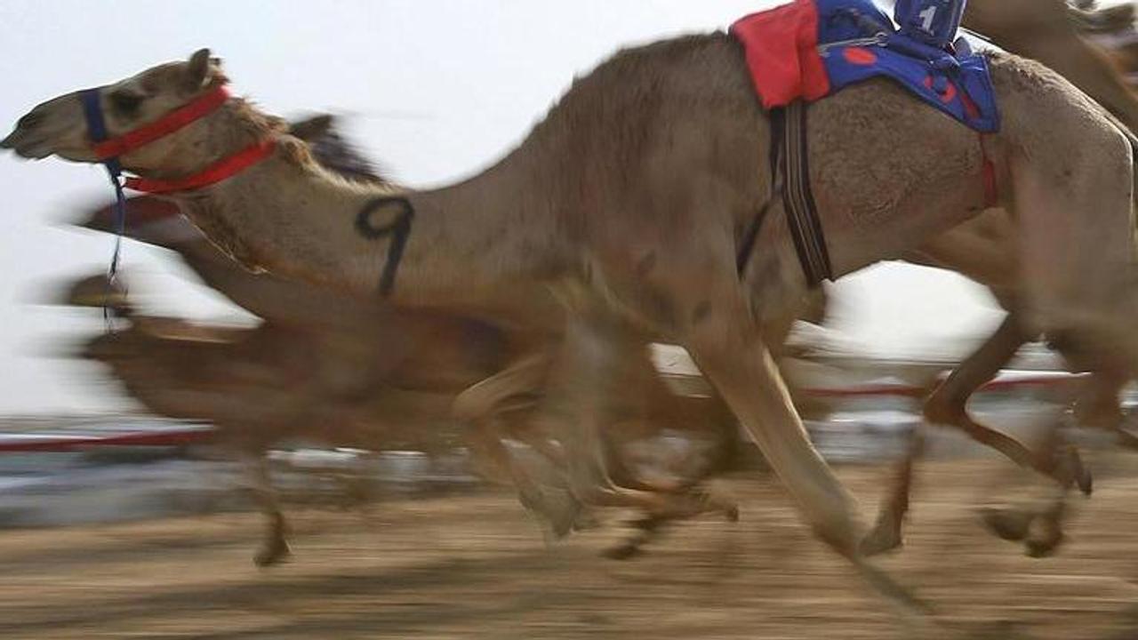 All the thrills but none of the crowds for the Uluru Camel Cup