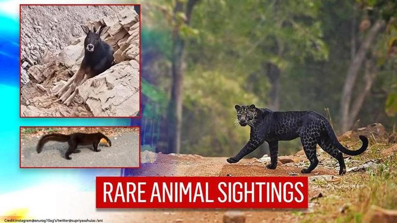 Viral animals of 2020