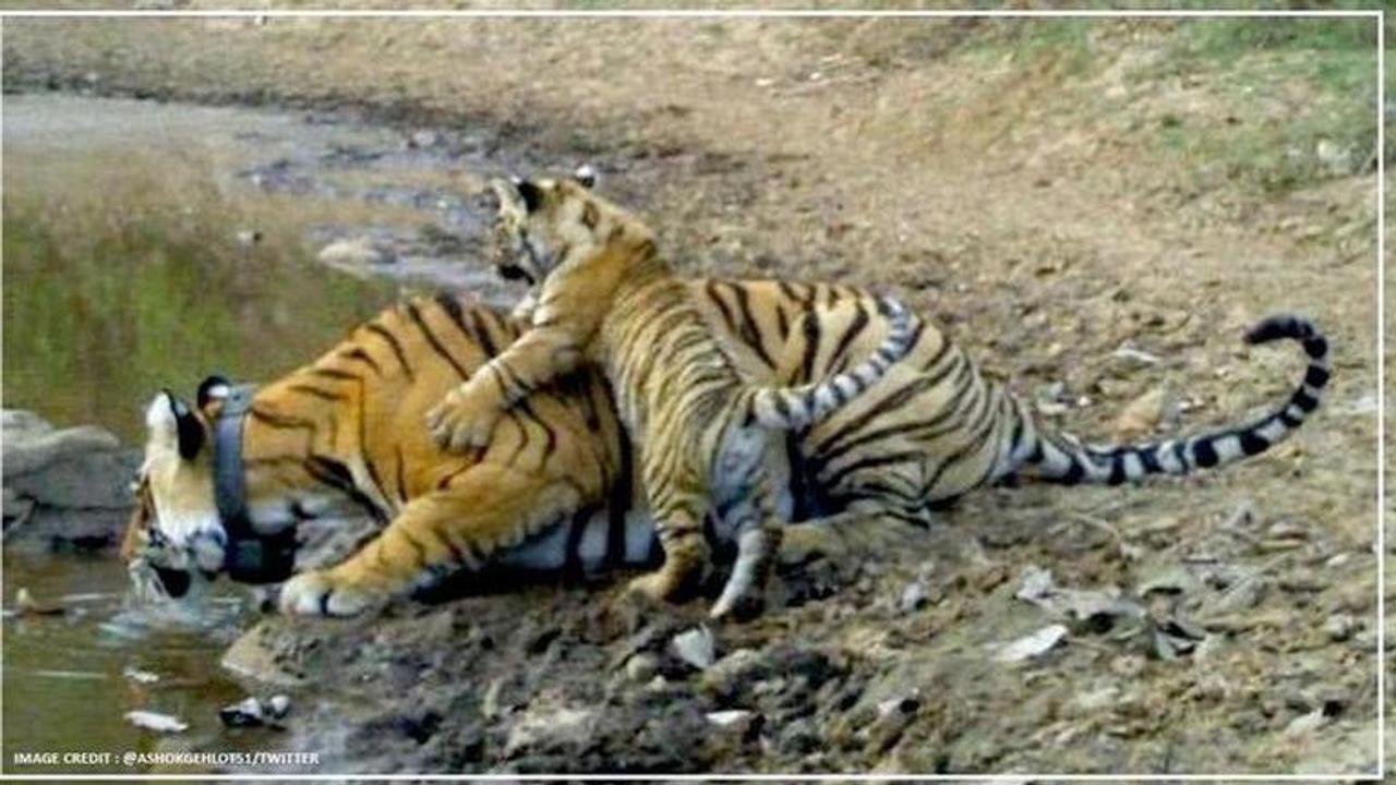 Tigress gives birth to a cub at Sariska reserve, amid coronavirus fear