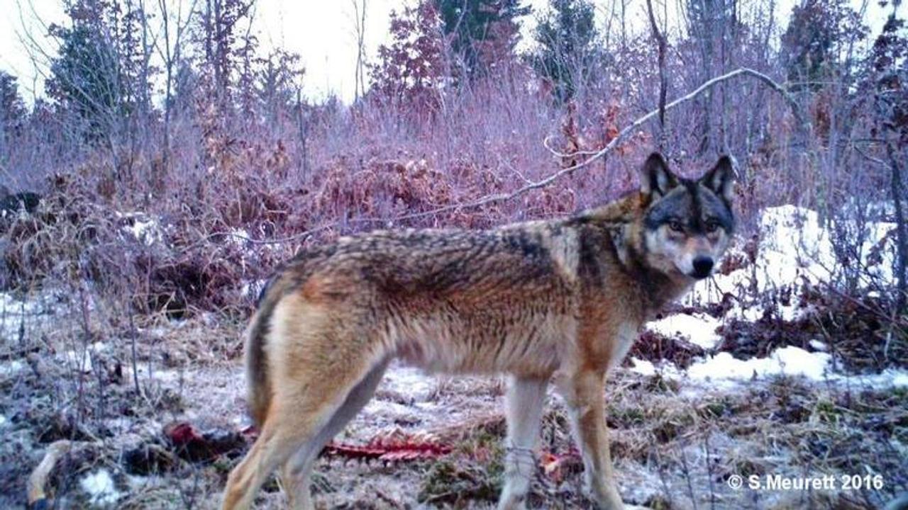 France: Rangers capture one escaped Canadian Wolf, five still on lose