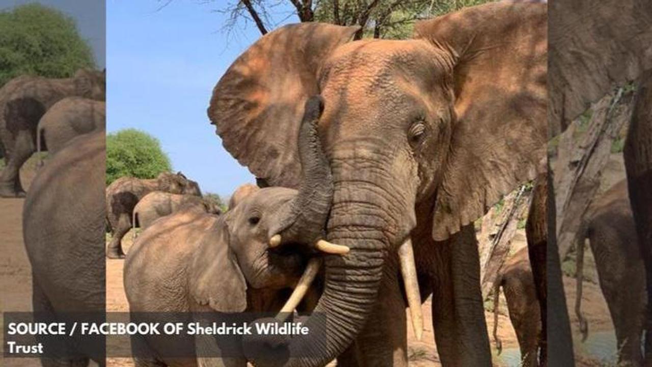 Orphaned elephant