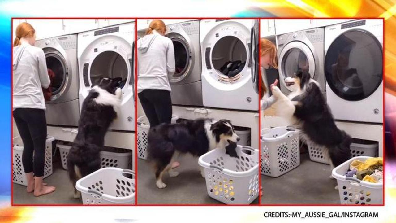 Dog helps owner do laundry