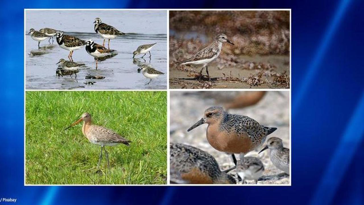 Endangered shorebirds