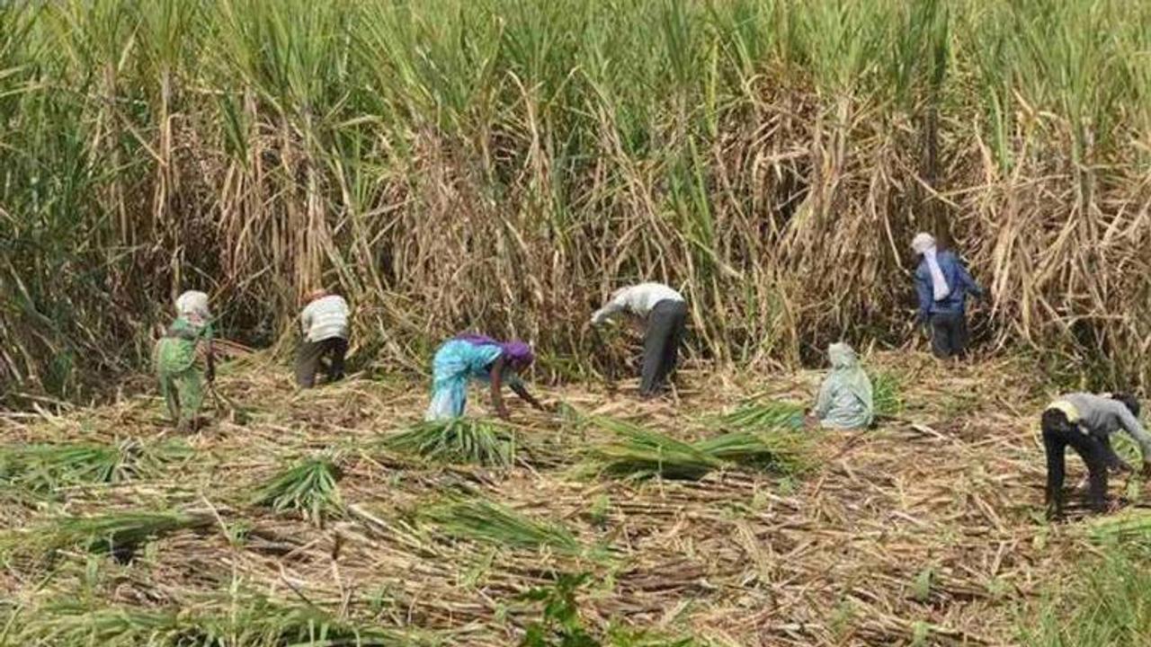 Sugarcane farmers