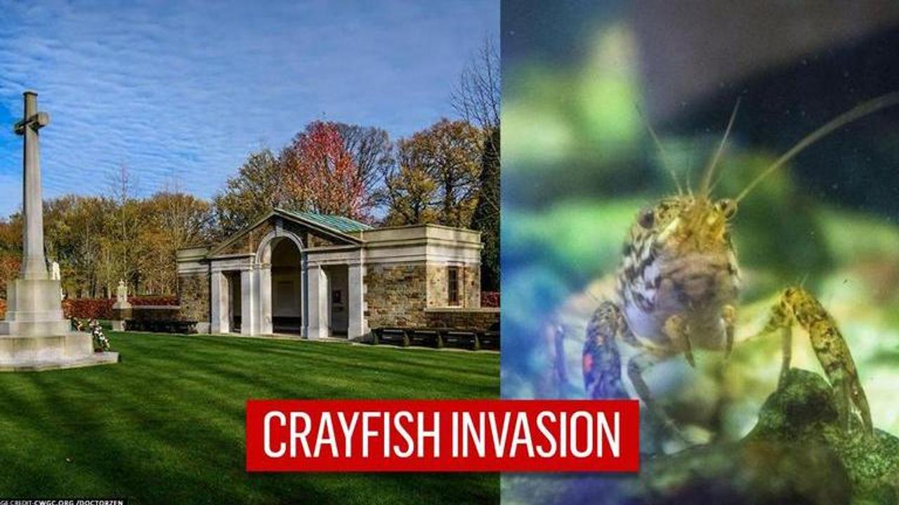 Belgium: Self-cloning Mutant Crayfish invade historic cemetery, scientists concerned