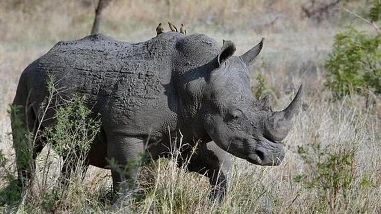 Rhinos and captive elephants vaccinated for anthrax