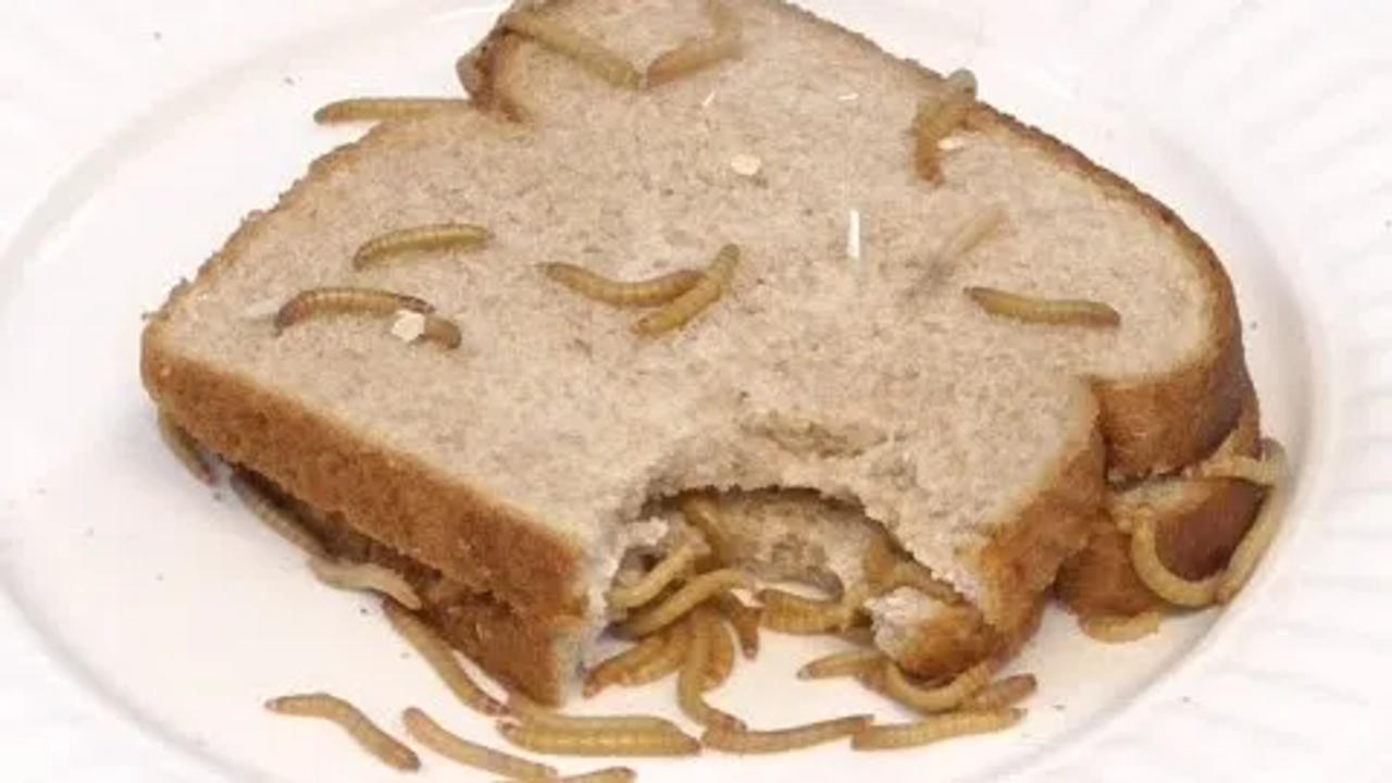 IndiGo passenger finds worm in sandwich.