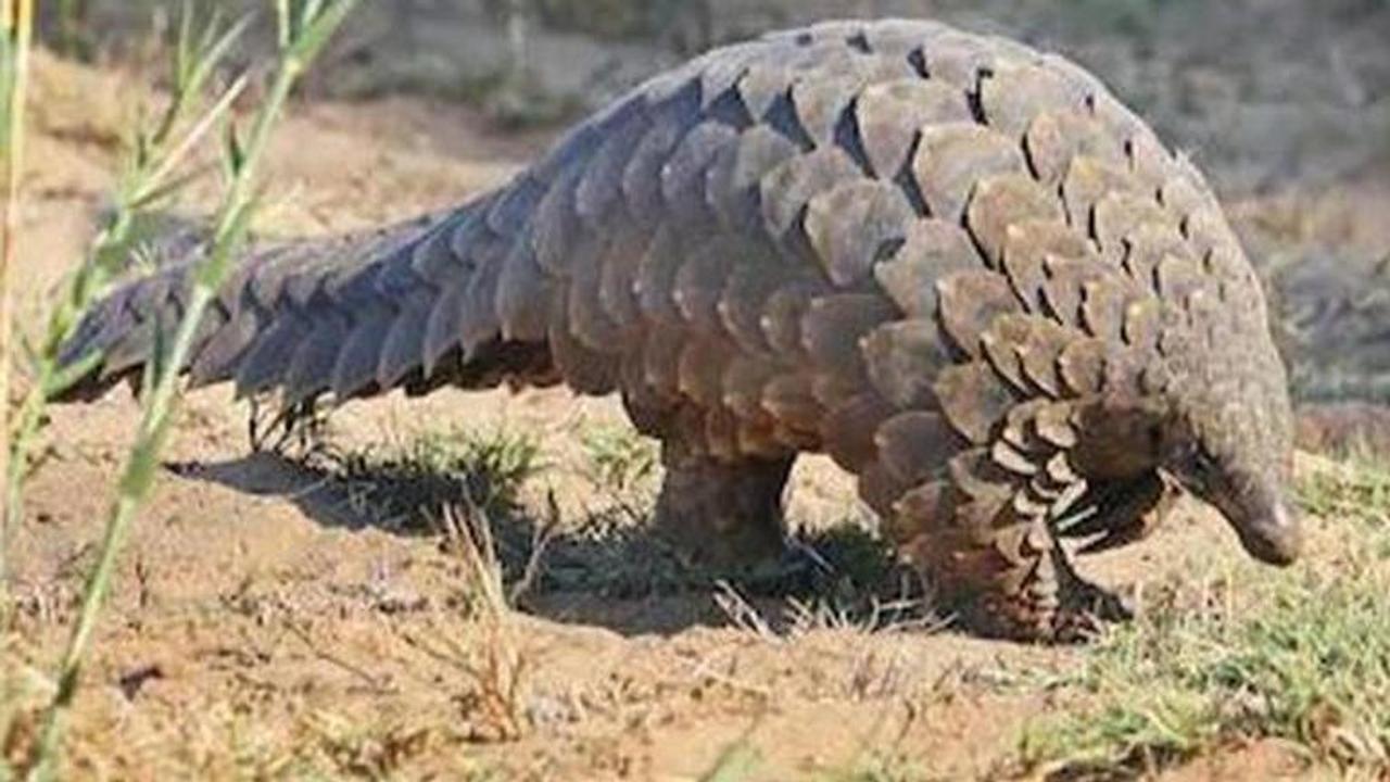 China removes Pangolins from its traditional medicine list in move to protect the species