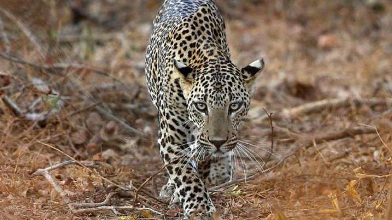 Leopard