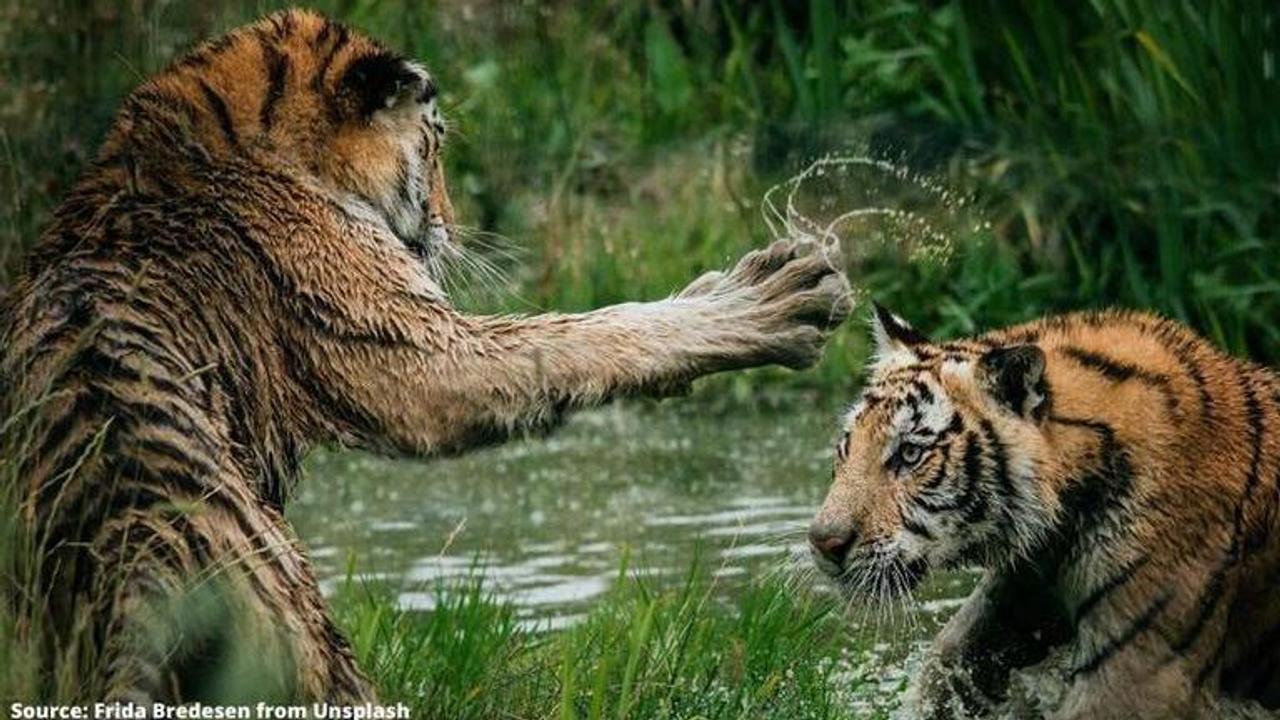 Tiger fight