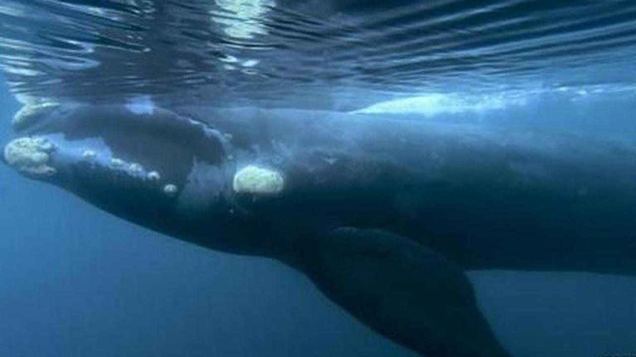 40-ft whale carcass washes ashore in Odisha