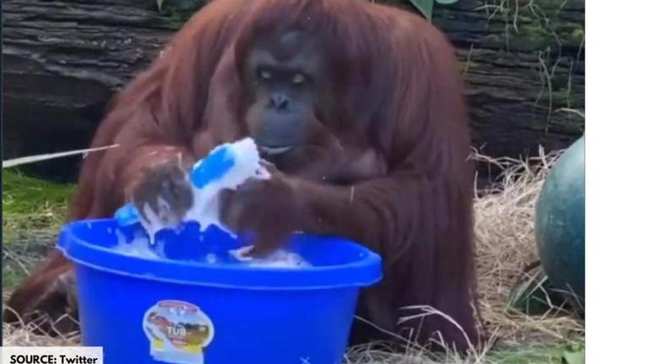 Sandra Orangutan washing hands