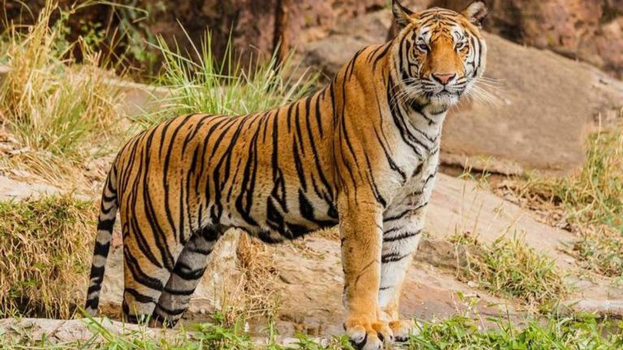 international tiger day 2020