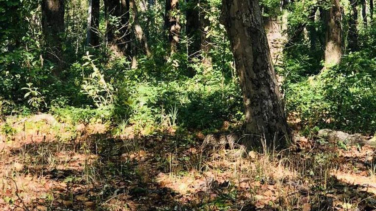 'Spot the cat': Picture of cat camouflaged in forest leaves netizens baffled