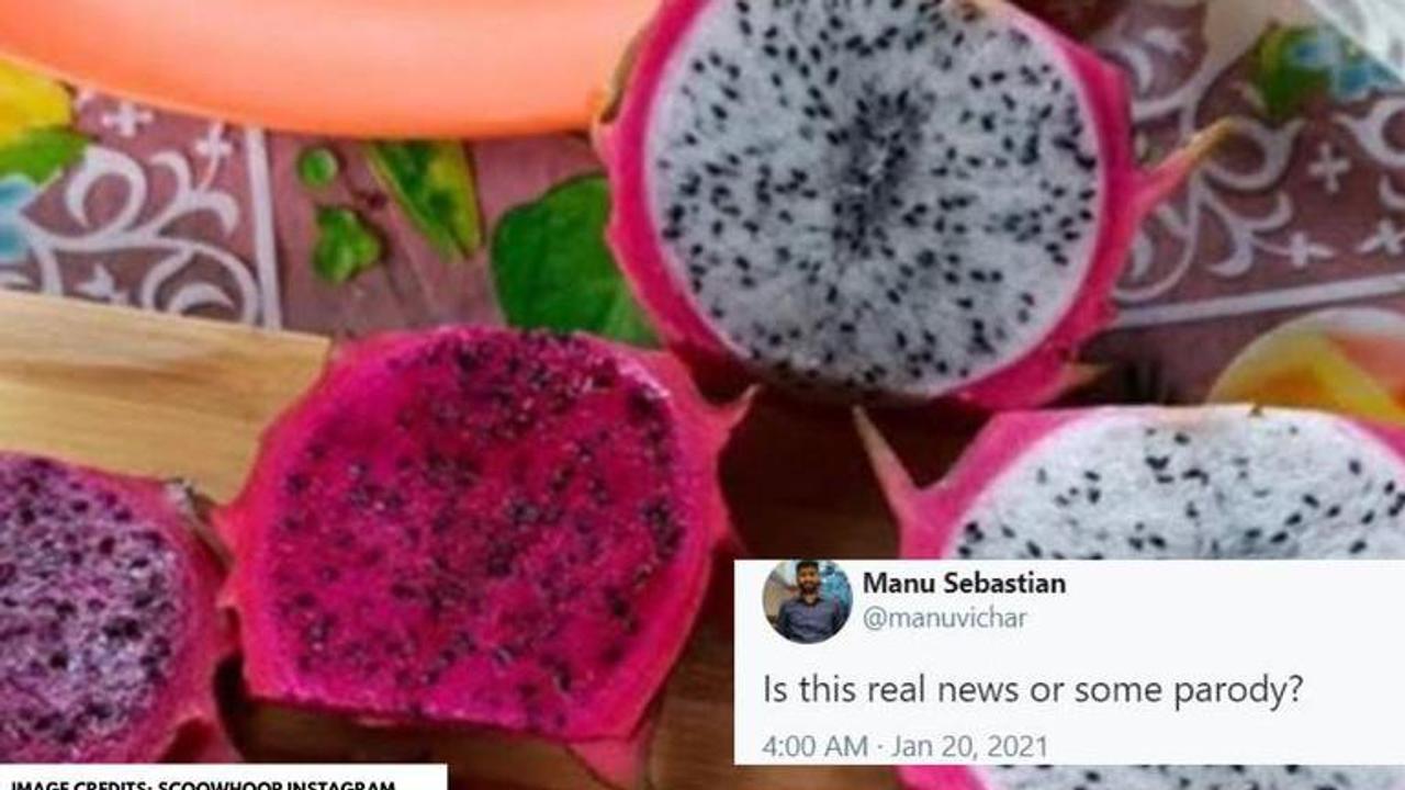 dragon fruit's new name