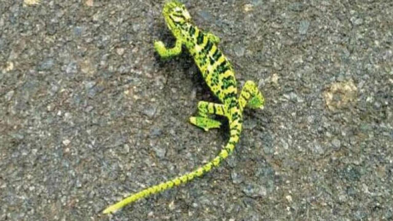 Chameleon of rare species found in Bengal's Jhargram