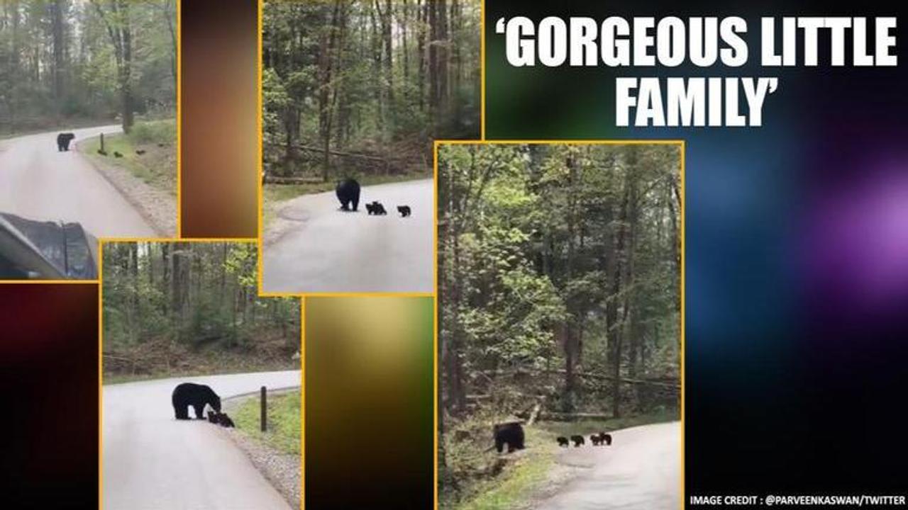 Video of bear and her four cubs crossing the road wins hearts