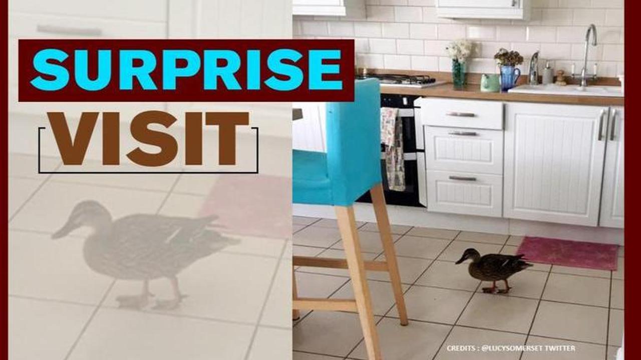 Duck visits woman's house, she calls it 'reason to apologise on work call'