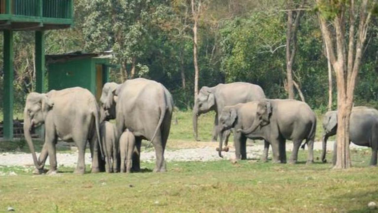 assam RRU Human Elephant Conflict