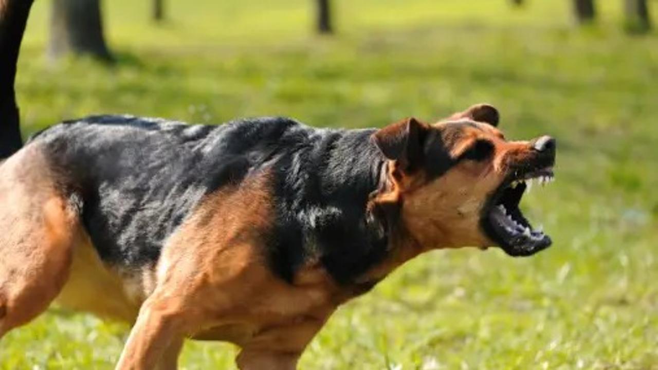 Karnataka High Court Halts Ban On "ferocious and dangerous" Dog Breeds