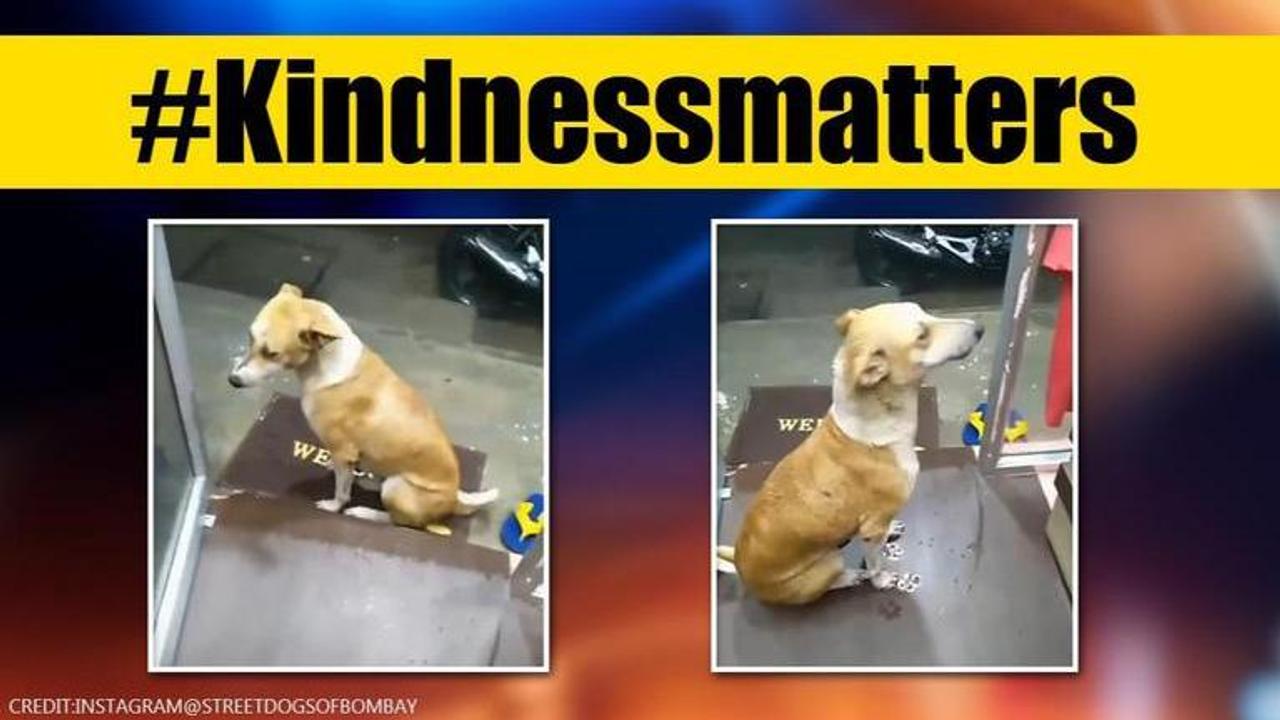 Mumbai: Shop owner shelters street dog from rain, netizens say 'Kindness matters'