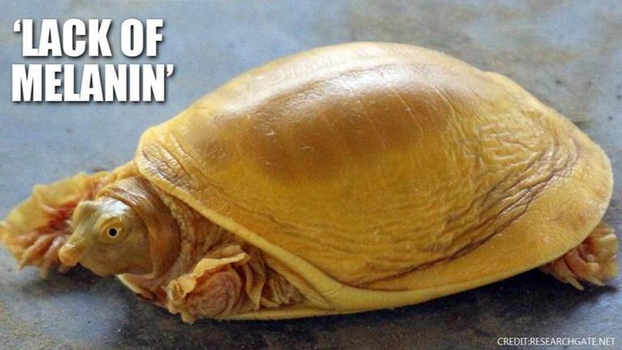 Golden Turtle