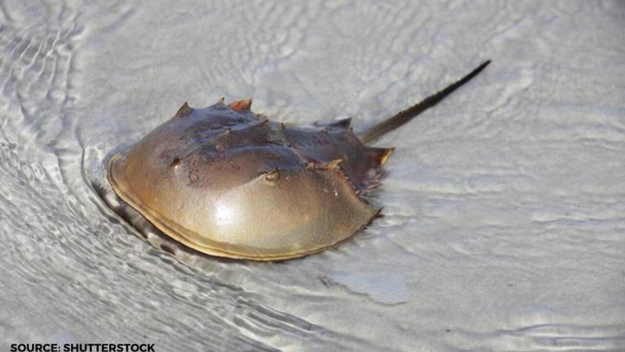 horseshoe crab blood