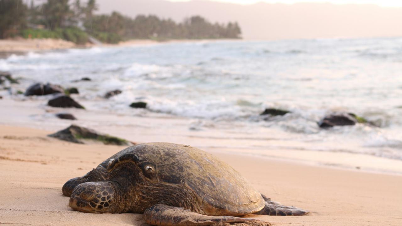 Representative image of olive ridley turtles in Goa