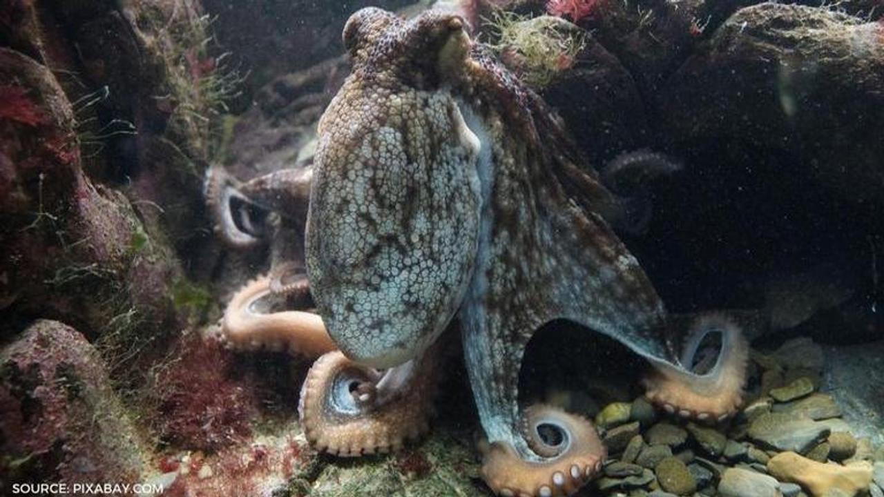 octopus