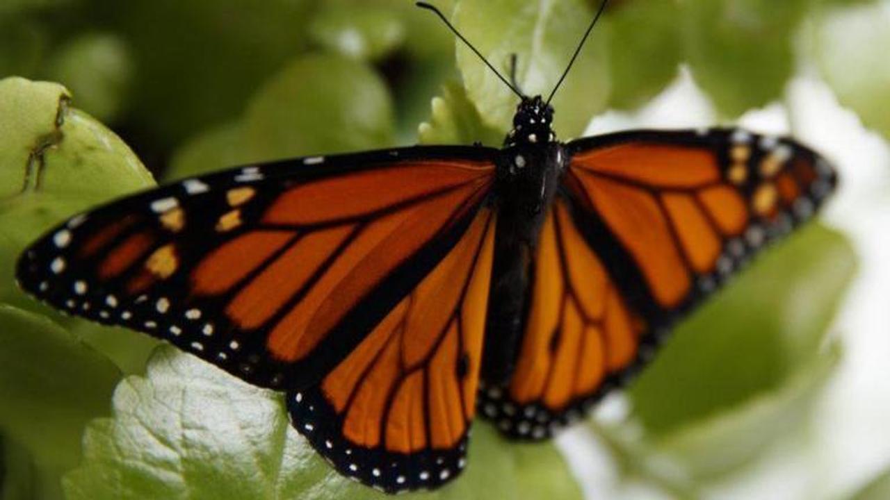 Endangered-species decision expected on beloved butterfly