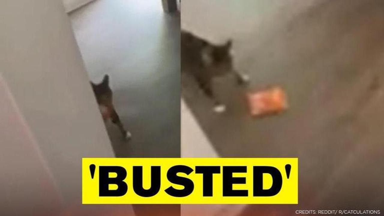 Busted! Video shows cat getting caught while stealing treats