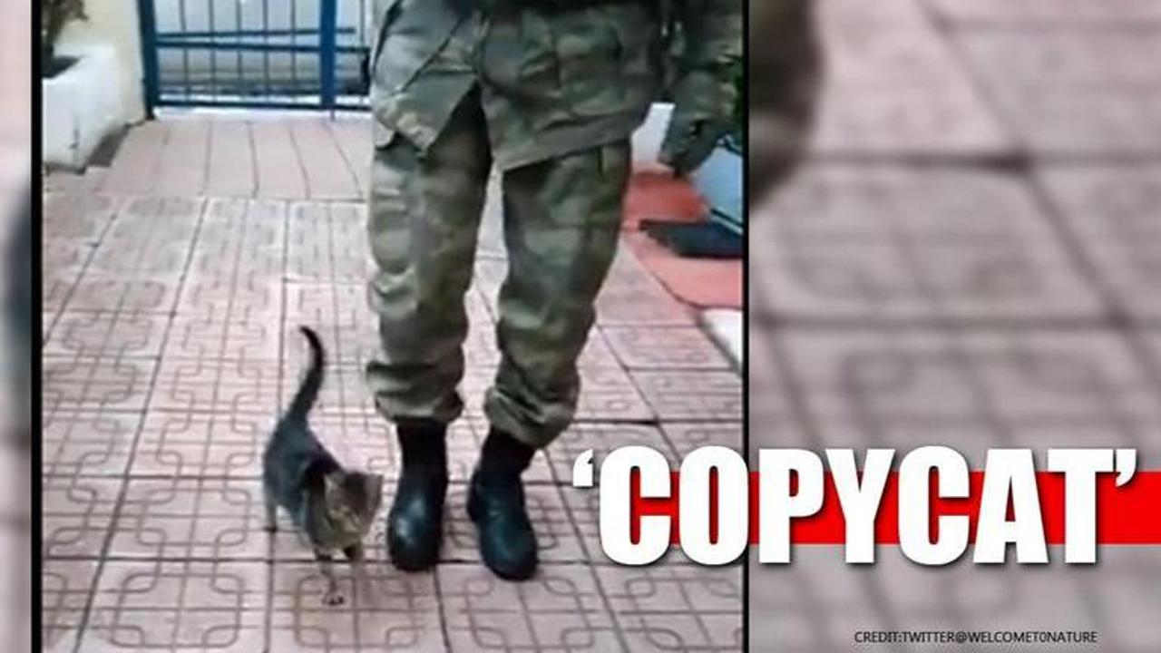 'Copycat' Kitten imitates soldier, marches along with him. Watch.