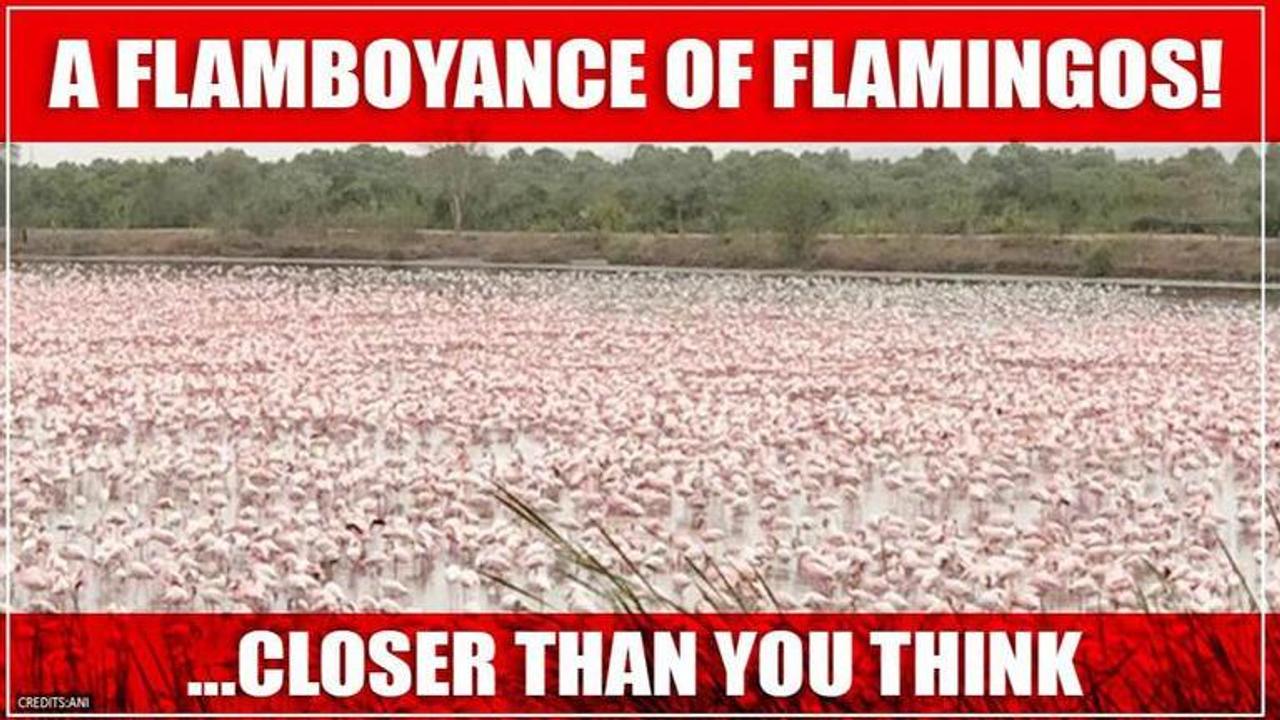 Flamingos