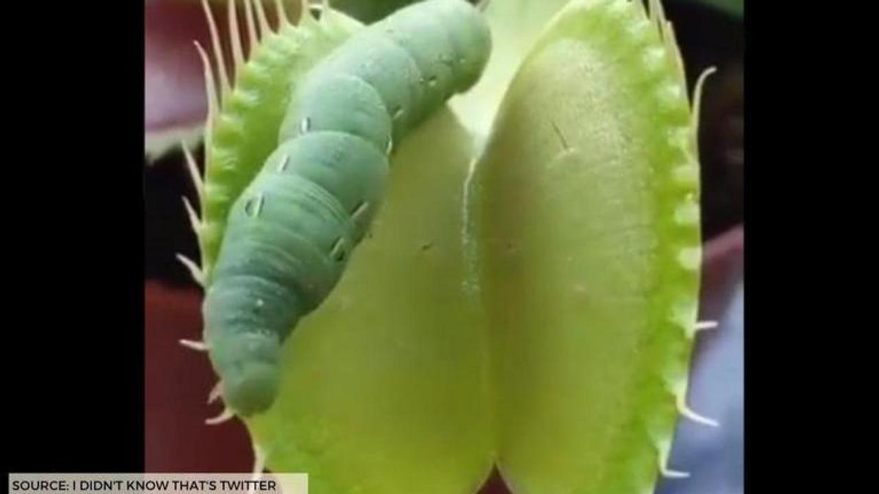 Venus Flytrap