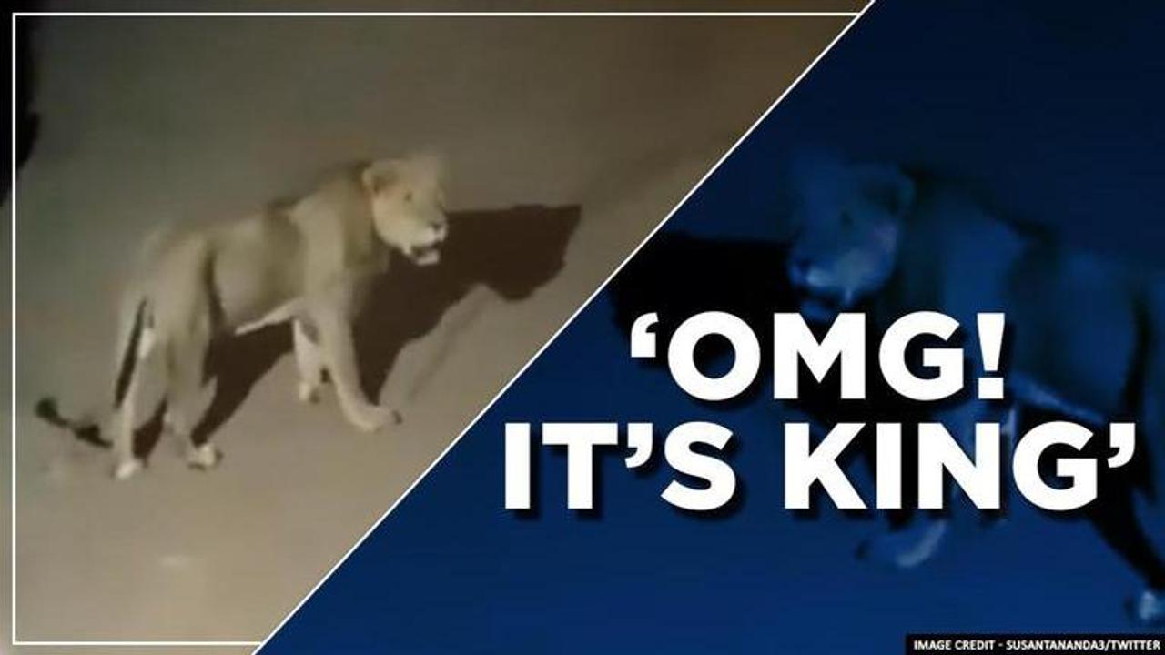 Lion strolls down the streets of Ambardi, Gir, netizens in shock